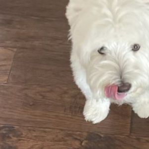 Meet your Posher, Daria